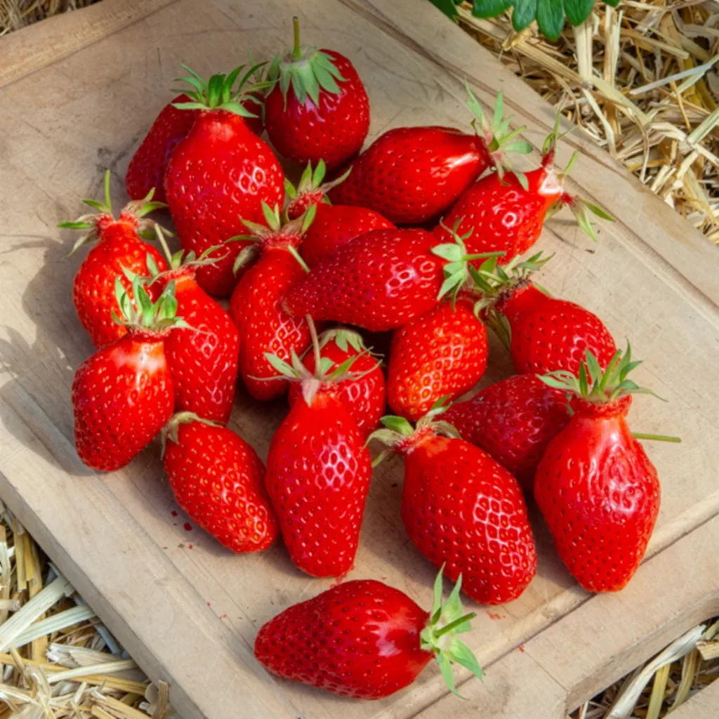 Fraisier de saison gariguette - Pack 4 Plantes - 415400