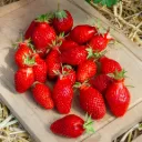 Fraisier de saison gariguette - Pack 4 Plantes - 415400